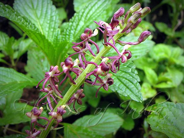 Veined Liparis